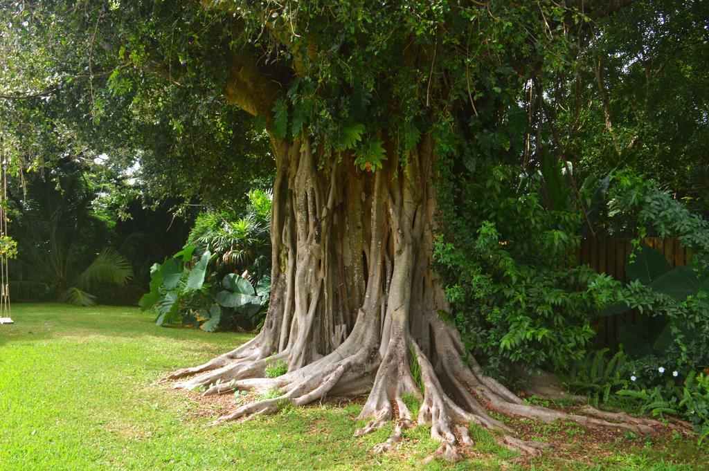 Makawao Banyan Tree B&B Retreat المظهر الخارجي الصورة